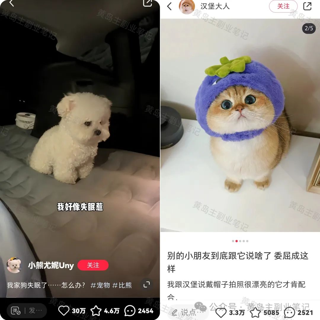 流量非常高的萌宠类赛道，小白轻松上手的副业思路，玩法拆解！